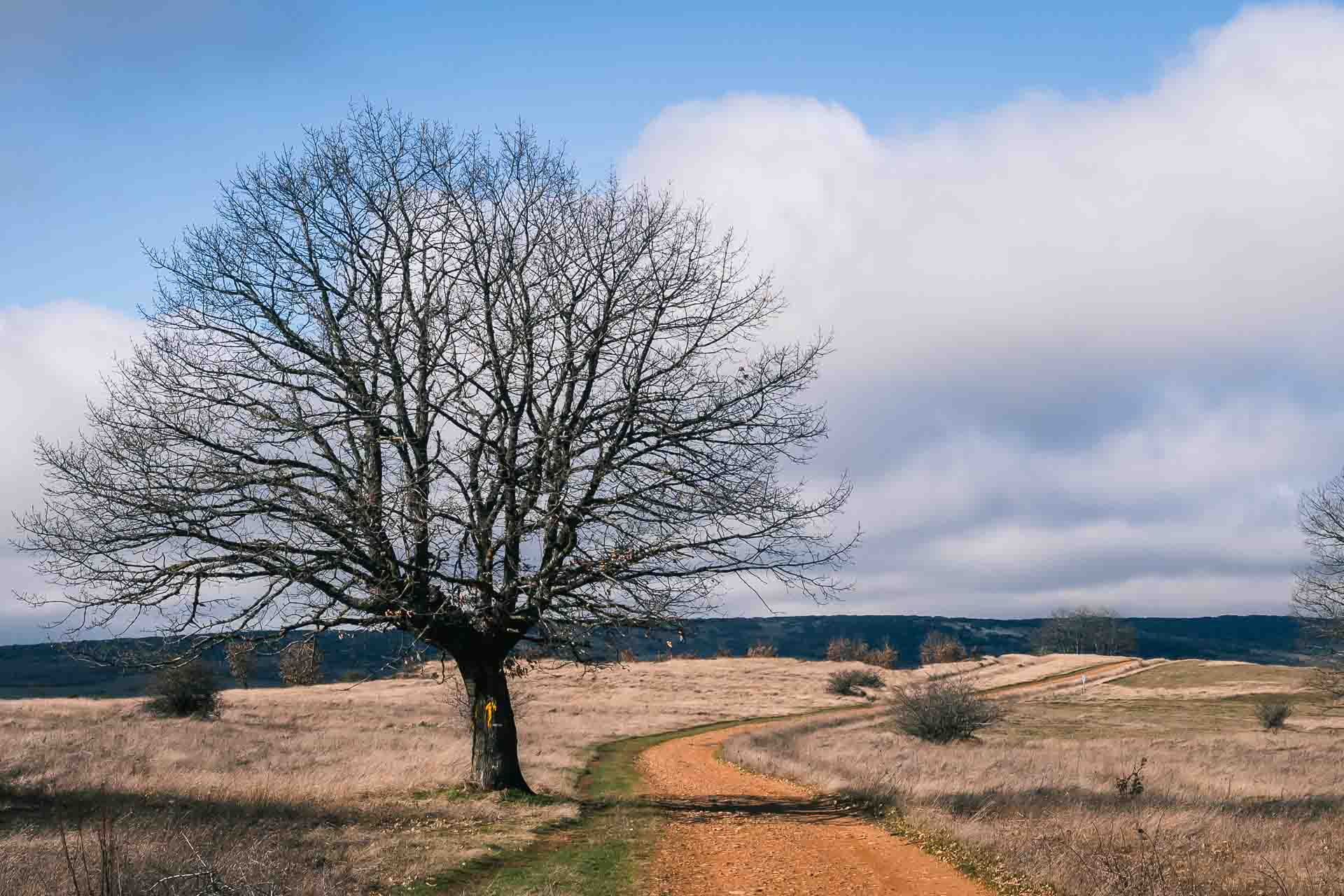 Two bare trees on a dirt road.